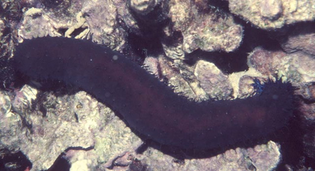 Holothuria excellens